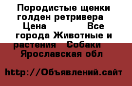 Породистые щенки голден ретривера › Цена ­ 25 000 - Все города Животные и растения » Собаки   . Ярославская обл.